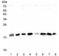 Western blot testing of 1) human HeLa, 2) monkey COS-7, human 3) HEK293, 4) U-87 MG, 5) HepG2, 6) PC-3, 7) ThP-1 and 8) A549 cell lysate with Cofillin antibody. Predicted molecular weight ~19 kDa.