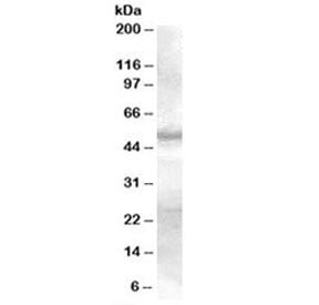 Western blot testing of human skin lysate with SMAD9 antibody at 0.3ug/ml. Predicted molecular weight: ~49 kDa.