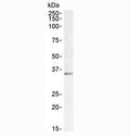 Western blot testing of mouse testis lysate with LDHC antibody at 1ug/ml. Predicted molecular weight: 36 kDa.