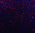 Immunofluorescent staining of FFPE human tonsil tissue with CD79b antibody (red) and DAPI nuclear stain (blue). HIER: steam section in pH8 EDTA buffer for 20 min.