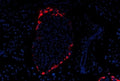 Immunofluorescent staining of FFPE mouse pancreas tissue with Glucagon antibody (red) and DAPI nuclear stain (blue). HIER: steam section in pH6 citrate buffer for 20 min.