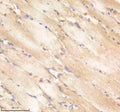 IHC staining of zebrafish Pa2g4 protein using Zebrafish Pa2g4 antibody, HRP-labeled secondary and DAB substrate. Pa2g4 was detected in a paraffin-embedded section of zebrafish muscle tissue. HIER: boil tissue sections in pH8 EDTA for 20 min and allow to cool before testing.
