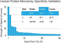 Protein array validation of the Bcl6 antibody: Analysis of HuProt(TM) microarray containing more than 19,000 full-length human proteins using Bcl6 antibody (clone BCL6/1527). These results demonstrate the foremost specificity of the BCL6/1527 mAb. Z- and S- score: The Z-score represents the strength of a signal that an antibody (in combination with a fluorescently-tagged anti-IgG secondary Ab) produces when binding to a particular protein on the HuProt(TM) array.