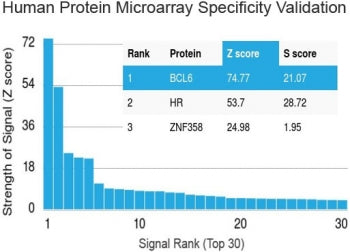 Protein array validation of the Bcl6 antibody: Analysis of HuProt(TM) microarray containing more than 19,000 full-length human proteins using Bcl6 antibody (clone BCL6/1527). These results demonstrate the foremost specificity of the BCL6/1527 mAb. Z- and S- score: The Z-score represents the strength of a signal that an antibody (in combination with a fluorescently-tagged anti-IgG secondary Ab) produces when binding to a particular protein on the HuProt(TM) array.