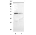 Western blot testing of human 1) ThP-1 and 2) U937 cell lysate with Caspase 1 antibody. Predicted molecular weight ~45 kDa (full length).