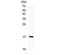 Western blot testing of human recombinant protein with TNF alpha antibody.