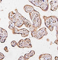 IHC staining of FFPE human placental tissue with CARS antibody. HIER: boil tissue sections in pH8 EDTA for 20 min and allow to cool before testing.