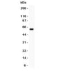 Western blot testing of HRG antibody and human placenta lysate