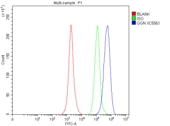 Flow Cytometry analysis of SH-SY5Y cells using anti-GGN antibody. Overlay histogram showing SH-SY5Y cells stained with (Blue line). To facilitate intracellular staining, cells were fixed with 4% paraformaldehyde and permeabilized with permeabilization buffer. The cells were blocked with 10% normal goat serum. And then incubated with rabbit anti-GGN antibody (1 ug/million cells) for 30 min at 20oC.