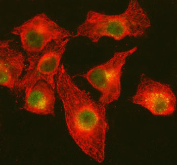 Immunofluorescent staining of DNA Ligase IV/LIG4 using anti-LIG4 antibody (green) and anti-Tubulin Alpha antibody (red). DNA Ligase IV/LIG4 was detected in immunocytochemical section of cell. Enzyme antigen retrieval was performed using IHC enzyme antigen retrieval reagent for 15 mins. The cells were blocked with 10% goat serum. And then incubated with 5 ug/ml rabbit anti-DNA Ligase IV/LIG4 antibody and mouse anti-Tubulin Alpha antibody overnight at 4oC.