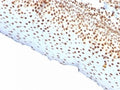 IHC staining of FFPE human tonsil tissue with recombinant Nuclear Antigen antibody (clone rNM106). HIER: boil tissue sections in pH 9 10mM Tris with 1mM EDTA for 20 min and allow to cool before testing.