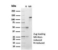 SDS-PAGE analysis of purified, BSA-free recombinant CD33 antibody (clone SIGLEC3/7046R) as confirmation of integrity and purity.