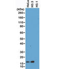Western blot of HeLa whole cell lysate, recombinant Histone H3.3 and Histone H3.1 proteins, using recombinant Histone H3.3 antibody at 1 ug/ml.