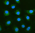 Immunofluorescent staining of PGAM5 using anti-PGAM5 antibody (green). PGAM5 was detected in an immunocytochemical section of human A549 cells. Enzyme antigen retrieval was performed using IHC enzyme antigen retrieval reagent for 15 mins. The cells were blocked with 10% goat serum. And then incubated with 5 ug/ml rabbit anti-PGAM5 antibody overnight at 4oC. DyLight 488 Conjugated Goat Anti-Rabbit IgG was used as secondary antibody at 1:500 dilution and incubated for 30 min at 37oC.