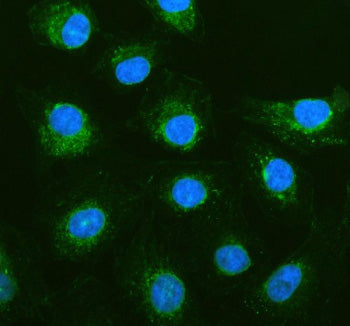 Immunofluorescent staining of PGAM5 using anti-PGAM5 antibody (green). PGAM5 was detected in an immunocytochemical section of human A549 cells. Enzyme antigen retrieval was performed using IHC enzyme antigen retrieval reagent for 15 mins. The cells were blocked with 10% goat serum. And then incubated with 5 ug/ml rabbit anti-PGAM5 antibody overnight at 4oC. DyLight 488 Conjugated Goat Anti-Rabbit IgG was used as secondary antibody at 1:500 dilution and incubated for 30 min at 37oC.