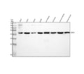 Western blot analysis of CLIC4 using anti-CLIC4 antibody. Lane 1: human 293T whole cell lysates, Lane 2: human U251 whole cell lysates, Lane 3: human whole cell lysates, Lane 4: human U20S whole cell lysates, Lane 5: rat kidney tissue lysates, Lane 6: rat brain tissue lysates, Lane 7: mouse kidney tissue lysates, Lane 8: mouse brain tissue lysates. After electrophoresis, proteins were transferred to a nitrocellulose membrane at 150 mA for 50-90 min.