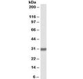 Western blot testing of human placenta lysate with OCT4 antibody at 2ug/ml. Predicted molecular weight ~38/30 kDa (isoform A/B), commonly observed at 38-45 kDa.