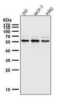 All lanes use the AKT1/2/3 antibody at 1:5000 dilution for 1 hour at room temperature. Western blot analysis of AKT1/2/3 using a pan-AKT antibody. A principal band is detected at ~56 kDa with a faint higher-migrating band consistent with phosphorylated AKT and a very light lower species consistent with a less-phosphorylated or partially processed form.