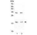 Western blot testing of 1) rat brain and 2) mouse brain lysate with Pleiotrophin antibody at 0.5ug/ml. Predicted molecular weight ~19 kDa.