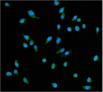 Immunofluorescent staining of FFPE human HeLa cells with HSC70 antibody (green) and DAPI nuclear stain (blue). HIER: steam section in pH6 citrate buffer for 20 min.