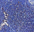 IHC staining of FFPE mouse spleen tissue with IP10 antibody. HIER: boil tissue sections in pH8 EDTA for 20 min and allow to cool before testing.