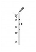Western blot analysis of lysate from HepG2 cell line using Lhx1 antibody diluted at 1:1000.