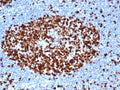IHC staining of FFPE human tonsil tissue with recombinant Ki-67 antibody (clone MKI67/6517R). HIER: boil tissue sections in pH 9 10mM Tris with 1mM EDTA for 20 min and allow to cool before testing.