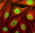 Immunofluorescent staining of TCF20 using anti-TCF20 antibody (green) and anti-Beta Tubulin antibody (red). TCF20 was detected in an immunocytochemical section of U2OS cells. Enzyme antigen retrieval was performed using IHC enzyme antigen retrieval reagent for 15 mins. The cells were blocked with 10% goat serum. And then incubated with 5 ug/ml rabbit anti-TCF20 antibody and mouse anti-Beta Tubulin antibody overnight at 4oC.