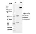 SDS-PAGE analysis of purified, BSA-free PD-L1 antibody (clone PDL1/2742) as confirmation of integrity and purity.