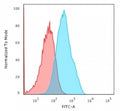 Flow cytometry testing of human MCF7 cells with Cadherin 17 antibody (clone CDH17/2618); Red=isotype control, Blue= Cadherin 17 antibody.