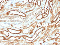 IHC staining of FFPE human kidney with recombinant Erythropoietin antibody. HIER: boil tissue sections in pH 9 10mM Tris with 1mM EDTA for 10-20 min followed by cooling at RT for 20 min.