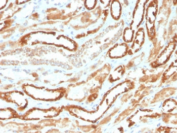 IHC staining of FFPE human kidney with recombinant Erythropoietin antibody. HIER: boil tissue sections in pH 9 10mM Tris with 1mM EDTA for 10-20 min followed by cooling at RT for 20 min.