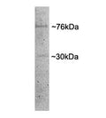 Western blot testing of porcine MII oocyte lysate with Dishevelled antibody at 1ug/ml. Predicted molecular weight: ~76kDa.