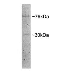 Western blot testing of porcine MII oocyte lysate with Dishevelled antibody at 1ug/ml. Predicted molecular weight: ~76kDa.