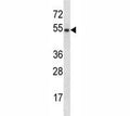 GATA3 antibody western blot analysis in mouse liver tissue lysate. Predicted molecular weight: 50 kDa