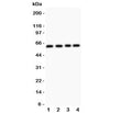 Western blot testing of RUNX2 antibody and Lane 1: HeLa; 2: A431; 3: K562; 4: Jurkat. Predicted molecular weight: 50-60 kDa.