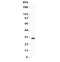 Western blot testing of Kallikrein antbody and mouse testis. Expected/observed size ~29KD