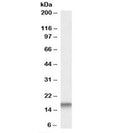 Western blot testing of mouse testis lysate with Cystatin 3 antibody at 0.01ug/ml. Predicted molecular weight: ~16 kDa.