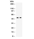 Western blot testing of human 1) SW620 and 2) 22RV1 cell lysate with OX40 antibody. Expected molecular weight: 29-50 kDa depending on glcyosylation level.