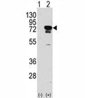 Western blot analysis of EIF4B antibody and 293 cell lysate (2 ug/lane) either nontransfected (Lane 1) or transiently transfected with the EIF4B gene (2).