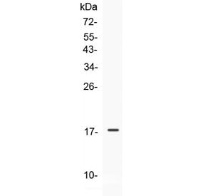 Western blot testing of 1ng of recombinant human protein with IL-17E antibody at 0.5ug/ml. Predicted molecular weight: ~18 kDa (unmodified), 21-26 kDa (glycosylated).