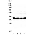 Western blot testing of rat brain (lanes 1-2) and mouse brain (lanes 3-4) lysate with Synaptophysin antibody. Predicted molecular weight: 34-38 kDa.