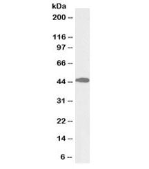 Western blot testing of mouse liver lysate with biotinylated ACAT1 antibody at 0.1ug/ml. Predicted molecular weight: ~45kDa.