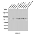 Western blot analysis of Human Brain, Mouse Brain, Rat Brain, Hamster Brain, Guinea pig Brain, Human Stomach, Mouse Stomach, Rat Stomach, Hamster Stomach and Guinea pig Stomach tissue lysates using Creatine kinase B-type antibody (clone CKBB/6636). Predicted molecular weight ~43 kDa.