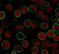 Immunofluorescence staining of PFA-fixed human Raji cells with CD45RB antibody (clone CDLA45RB-2R, green) and Phalloidin (red).