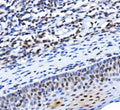 IHC staining of FFPE human tonsil tissue with TBP associated factor 4 antibody. HIER: boil tissue sections in pH8 EDTA for 20 min and allow to cool before testing.