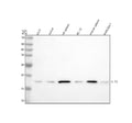 Western blot analysis of IL10 using anti-IL10 antibody. Lane 1: human U251 whole cell lysates, Lane 2: human Jurkat whole cell lysates, Lane 3: rat spleen tissue lysates, Lane 4: rat PC-12 whole cell lysates, Lane 5: mouse spleen tissue lysates, Lane 6: mouse RAW264.7 whole cell lysates. After electrophoresis, proteins were transferred to a nitrocellulose membrane at 150 mA for 50-90 min. Blocked the membrane with 5% non-fat milk/TBS for 1.5 hour at RT.
