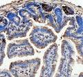 IHC analysis of Lysozyme using anti-Lysozyme antibody. Lysozyme was detected in a paraffin-embedded section of mouse colon tissue. Heat mediated antigen retrieval was performed in EDTA buffer (pH 8.0, epitope retrieval solution). The tissue section was blocked with 10% goat serum. The tissue section was then incubated with 2 ug/ml rabbit anti-Lysozyme antibody overnight at 4oC. Peroxidase Conjugated Goat Anti-rabbit IgG was used as secondary antibody and incubated for 30 min at 37oC.