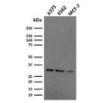 Western blot testing of human A375, K562 and MCF7 cell lysate with RPA32 antibody. Expected molecular weight ~32 kDa.