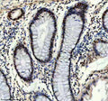 IHC staining of FFPE human colon tissue with Prospero homeobox protein 1 antibody, HRP-secondary and DAB substrate. HIER: boil tissue sections in pH8 EDTA for 20 min and allow to cool before testing.